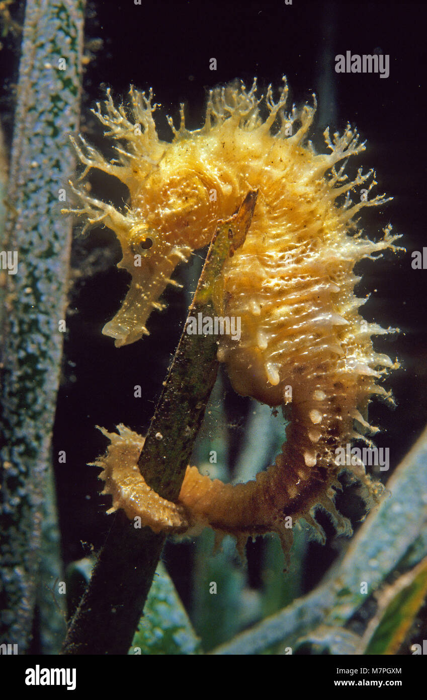 Sea horse, long-snouted seahorse (Hippocampus ramulosus) holding on seagrass, Mallorca, Baleares, Spain, Mediterranean Sea, Europe Stock Photo