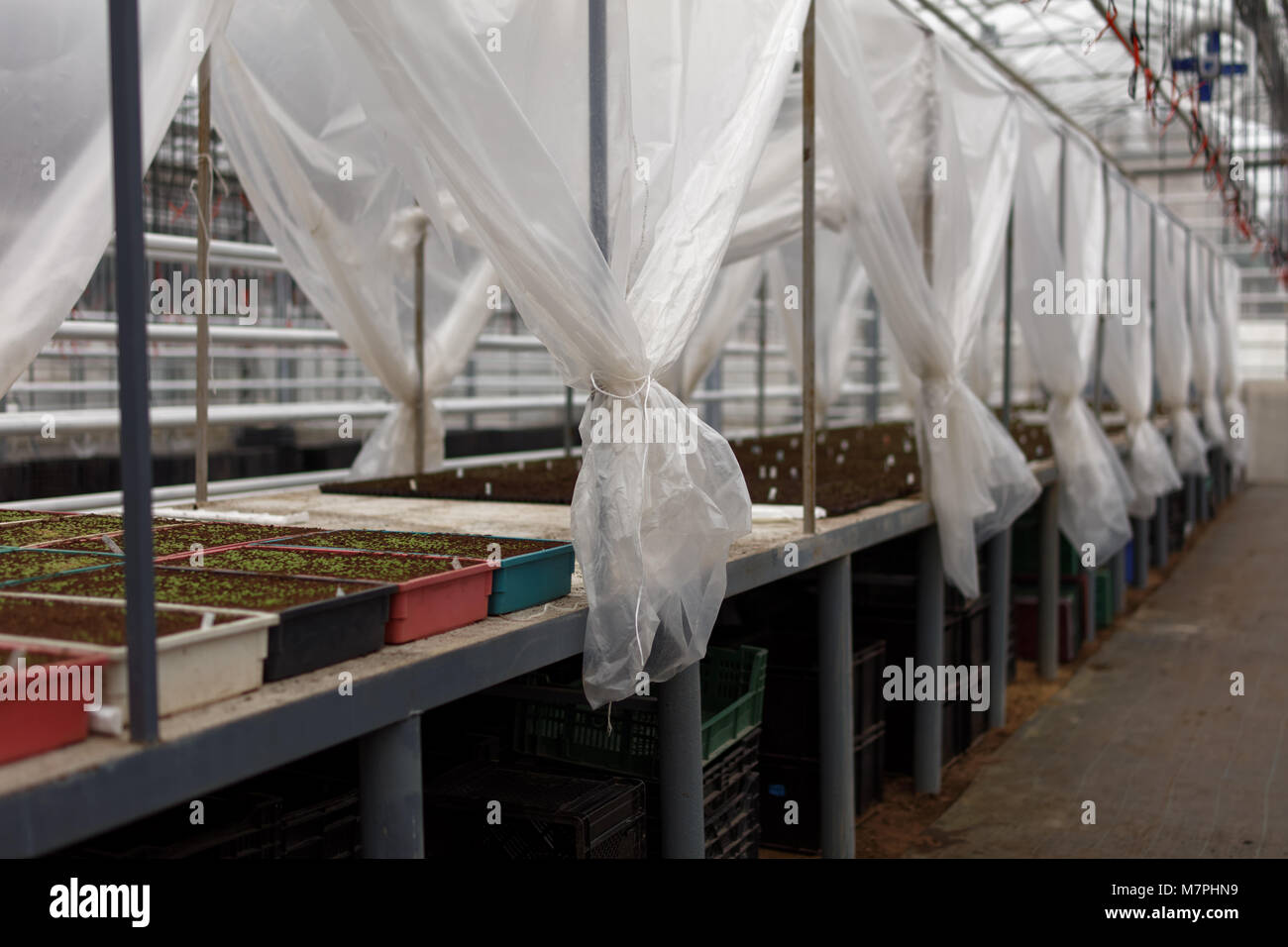 Growing seedlings in a greenhouse Stock Photo Alamy