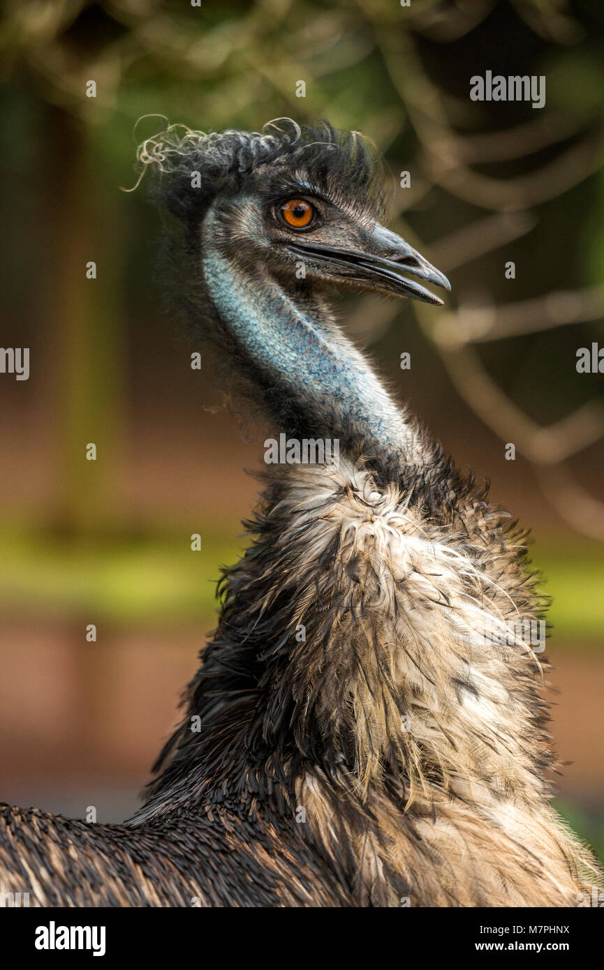 Australian Emu (Dromaius novaehollandiae) close-up portrait collection. Stock Photo