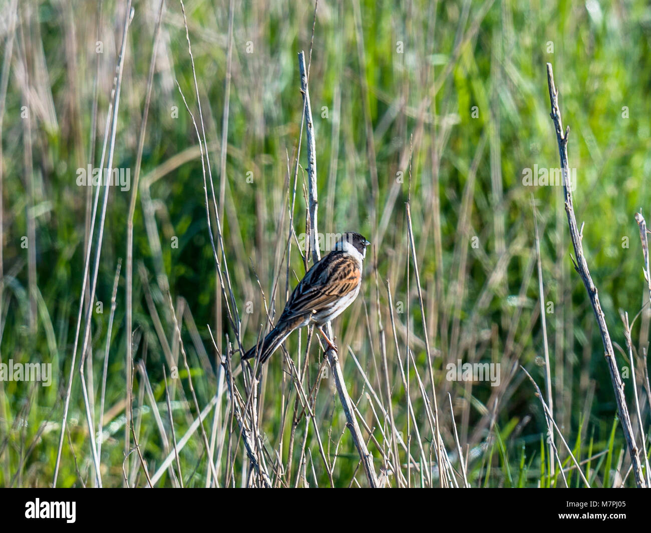 Reed Bunting portrait Stock Photo