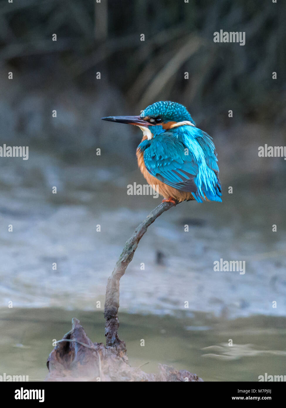 Kingfisher (Alcedinidae) by the river bank portrait. Stock Photo
