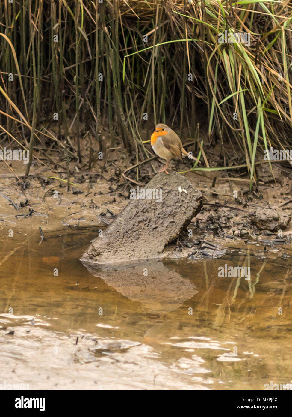 European Robin by the river bank portrait Stock Photo