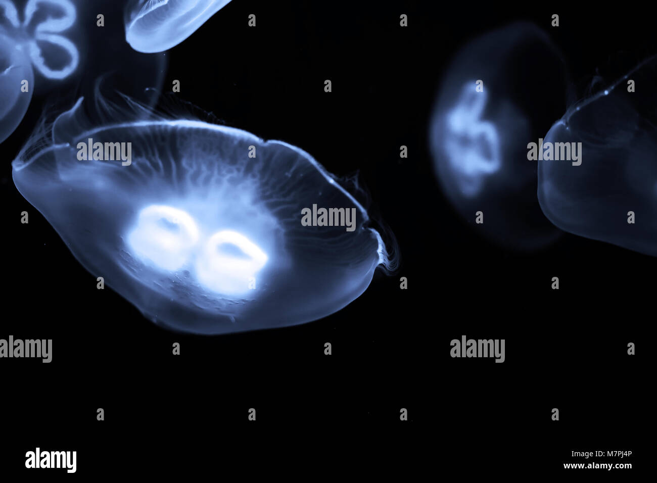 Blue jellyfish swim under water Stock Photo - Alamy
