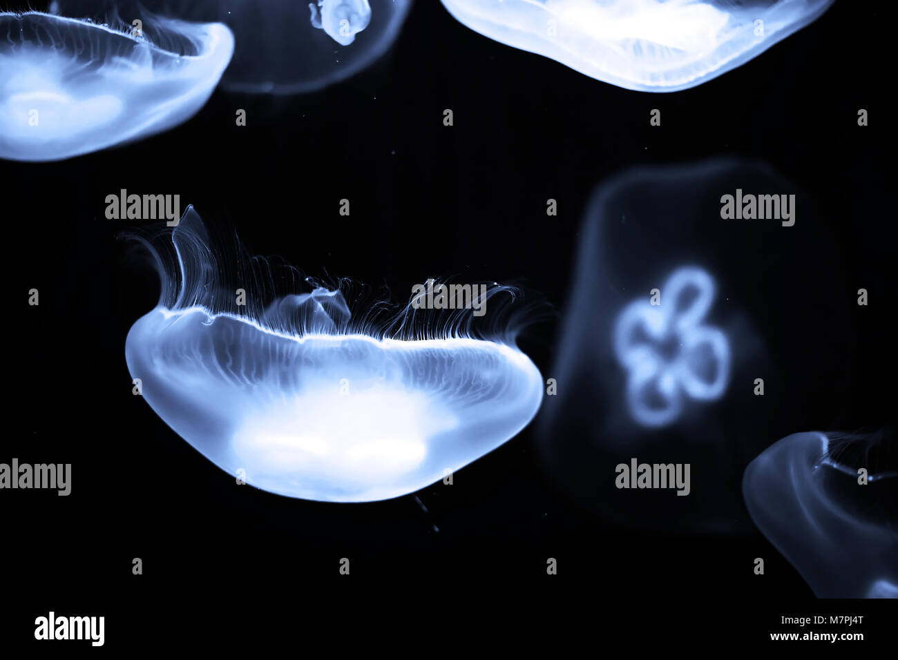 Blue jellyfish swim under water Stock Photo - Alamy