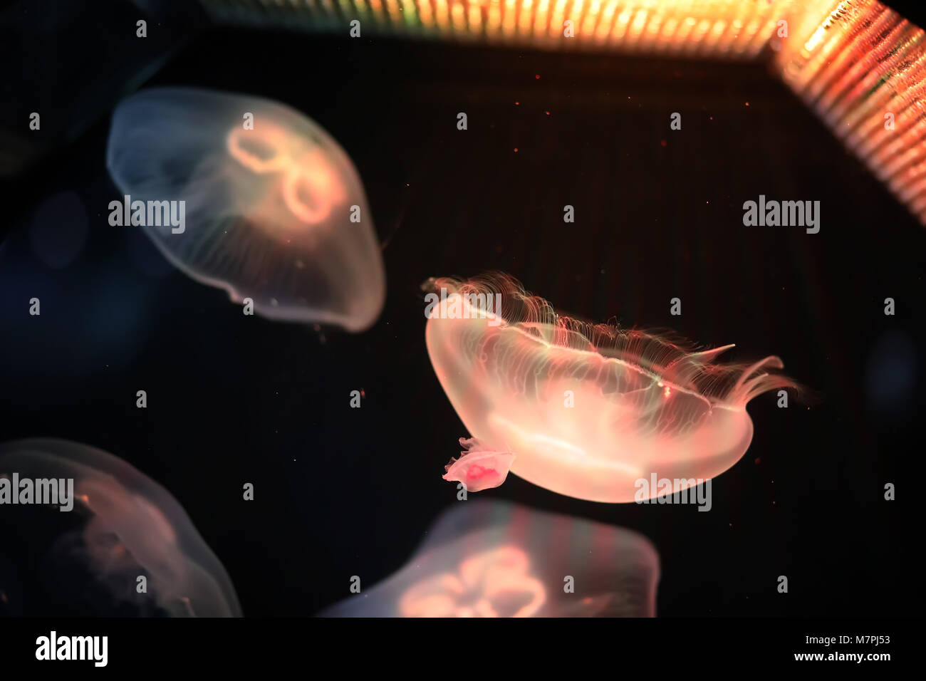 Multicolored jellyfish swim under water Stock Photo - Alamy