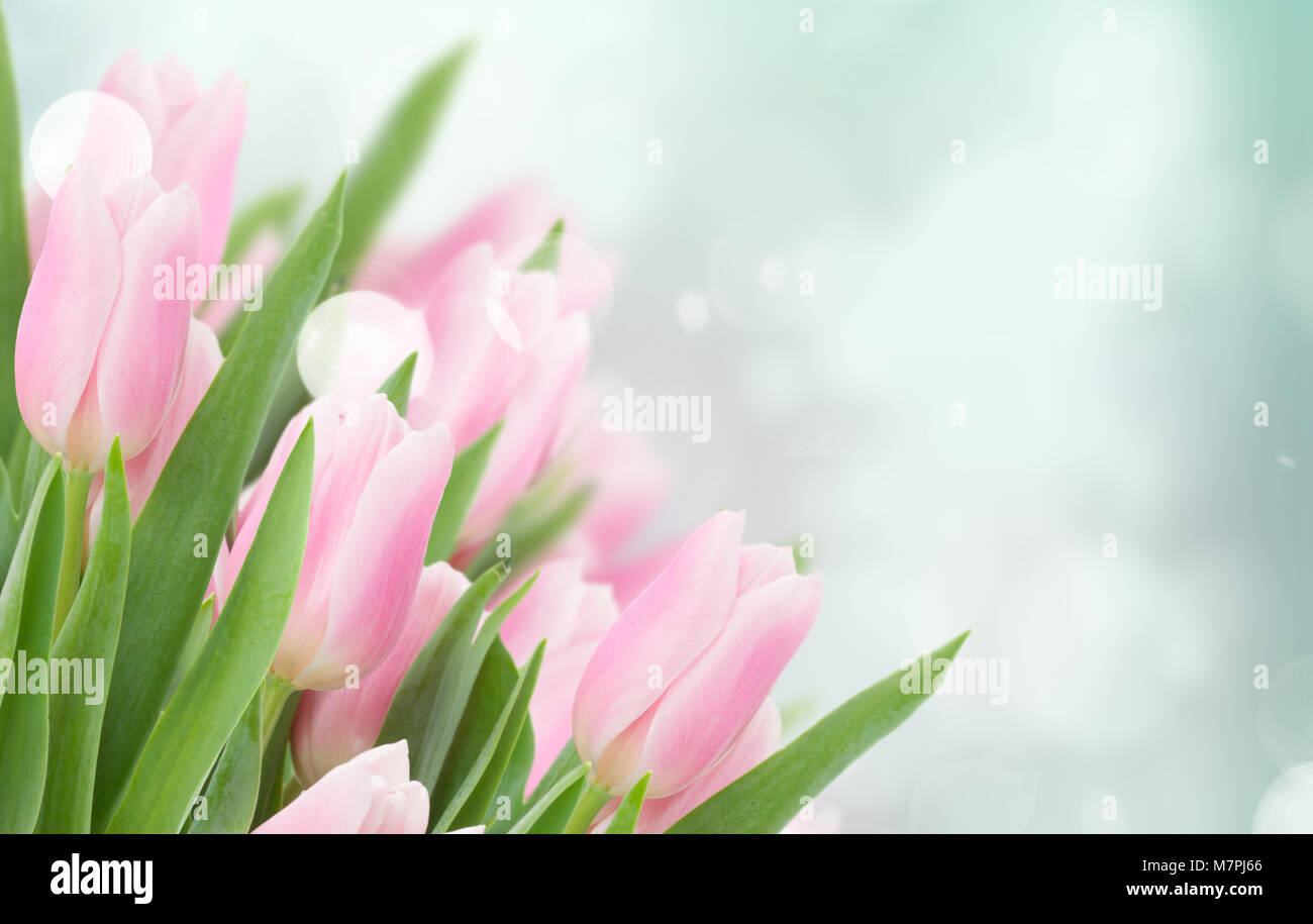 close up of pink tulips Stock Photo - Alamy