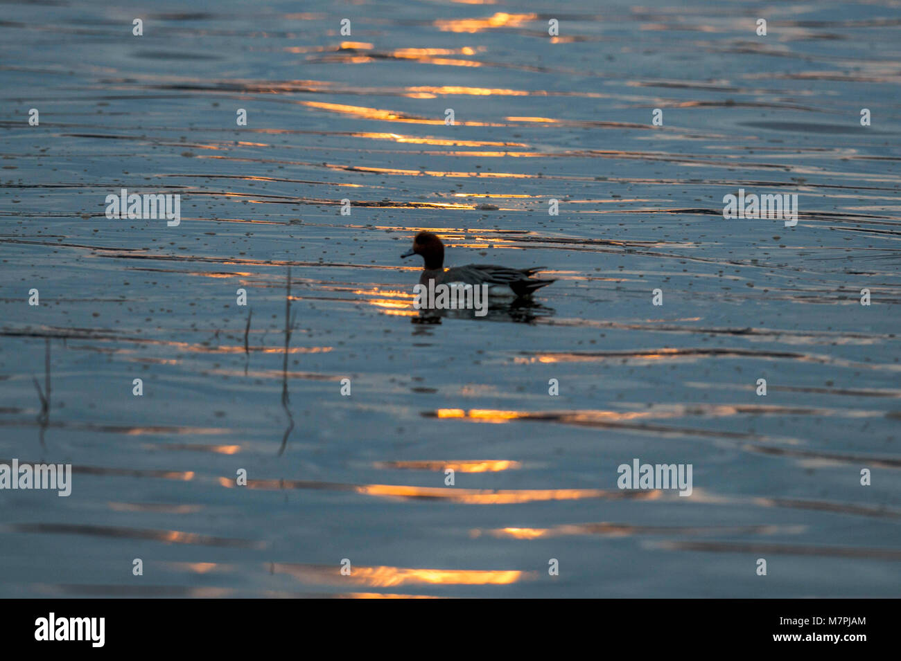 Wetland Birds sunset silhouette, waterfowl depicted at sunset, silhouetted against rippling estuary waters, bathed blue and gold shimmering light. Stock Photo