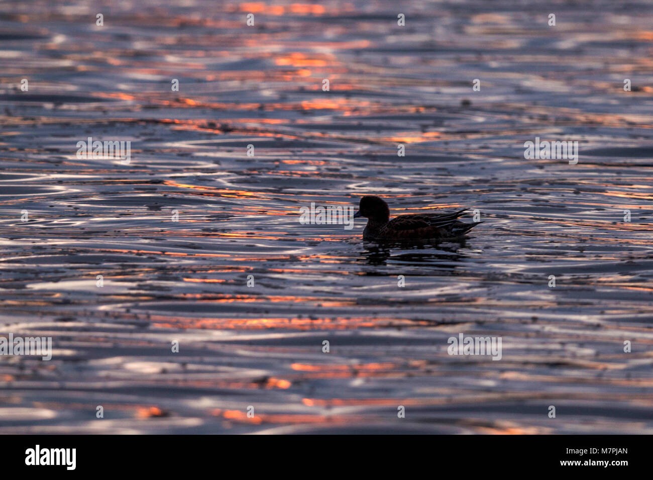 Wetland Birds sunset silhouette, waterfowl depicted at sunset, silhouetted against rippling estuary waters, bathed blue and gold shimmering light. Stock Photo