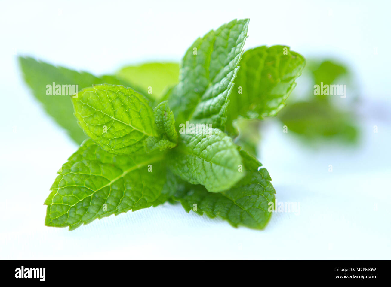 Hierba buena, cuban mint detail Stock Photo Alamy