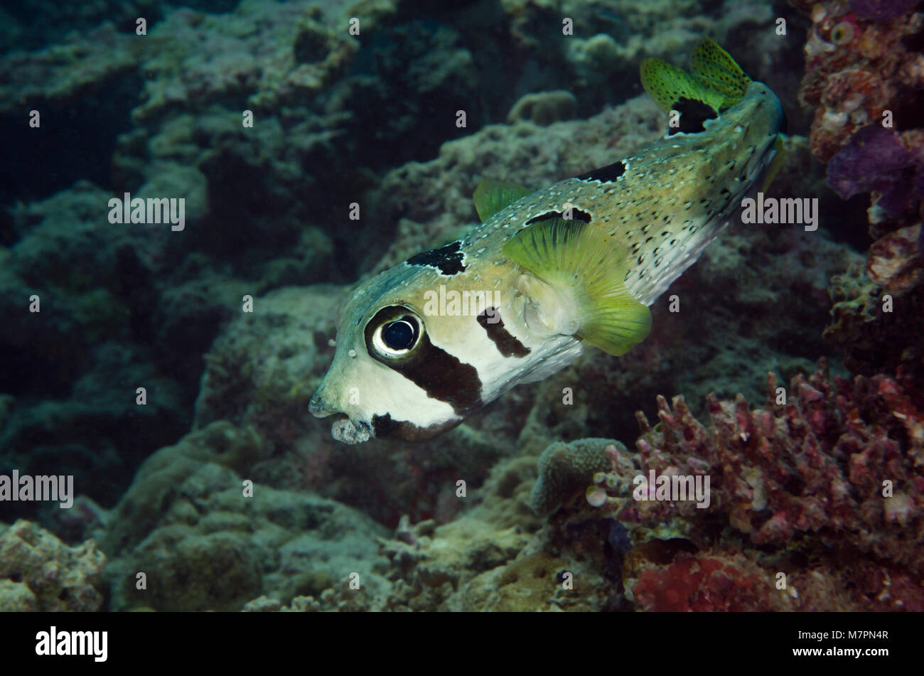 Blotched Porcupinefish, Diodon liturosus, on coral reef in Bathala, Maldives, Stock Photo
