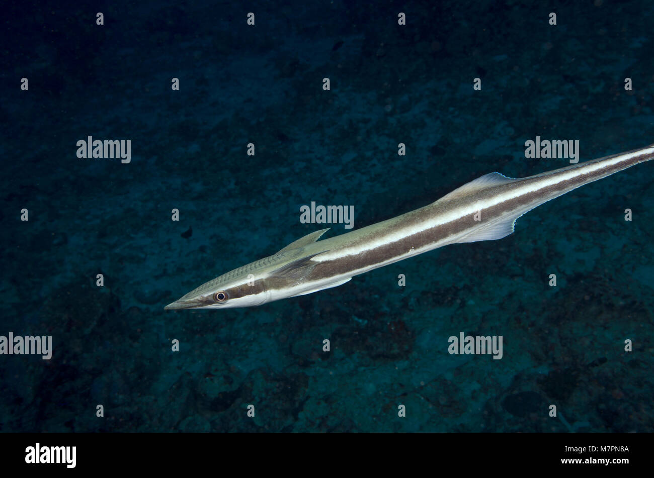 Remora, Echeneis naucrates, looking for new host in dark water, Indian Ocean, Maldives Stock Photo