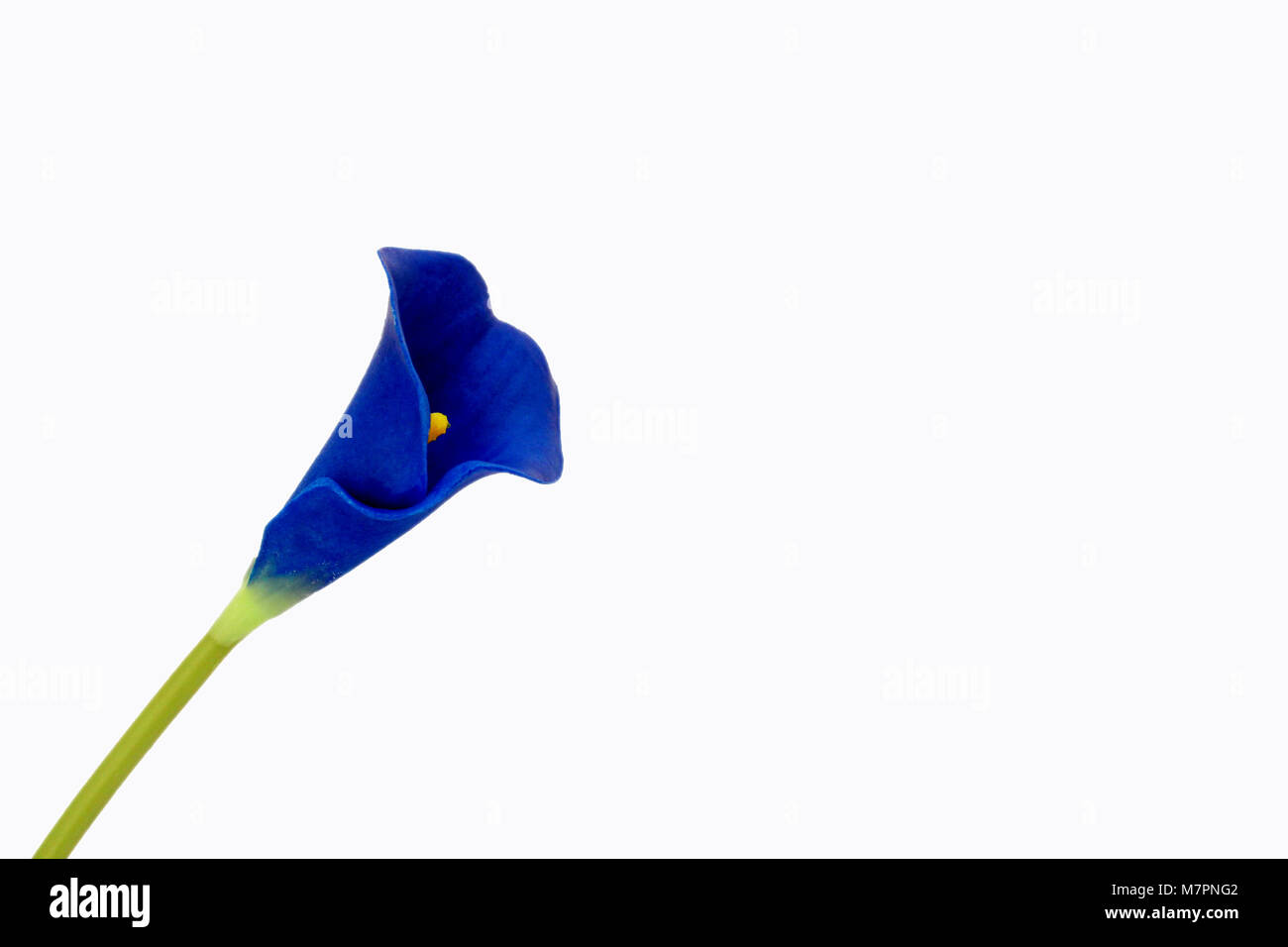 Blue flower with yellow inside green stim with copy space to the right. Stock Photo
