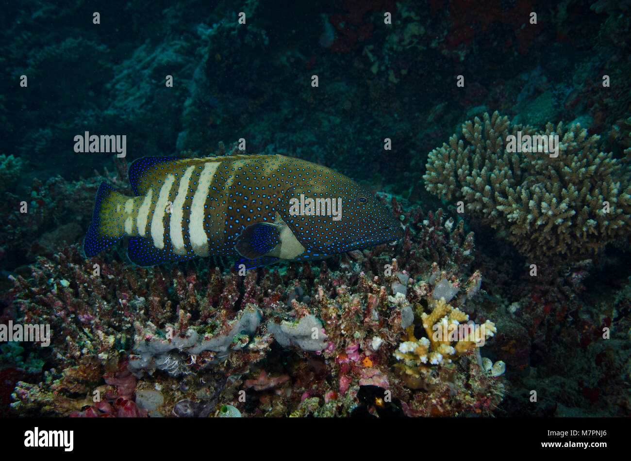 Blue-Spotted Grouper, Cephalopholis Argus, swimming over coral reef in Bathala, Maldives Stock Photo