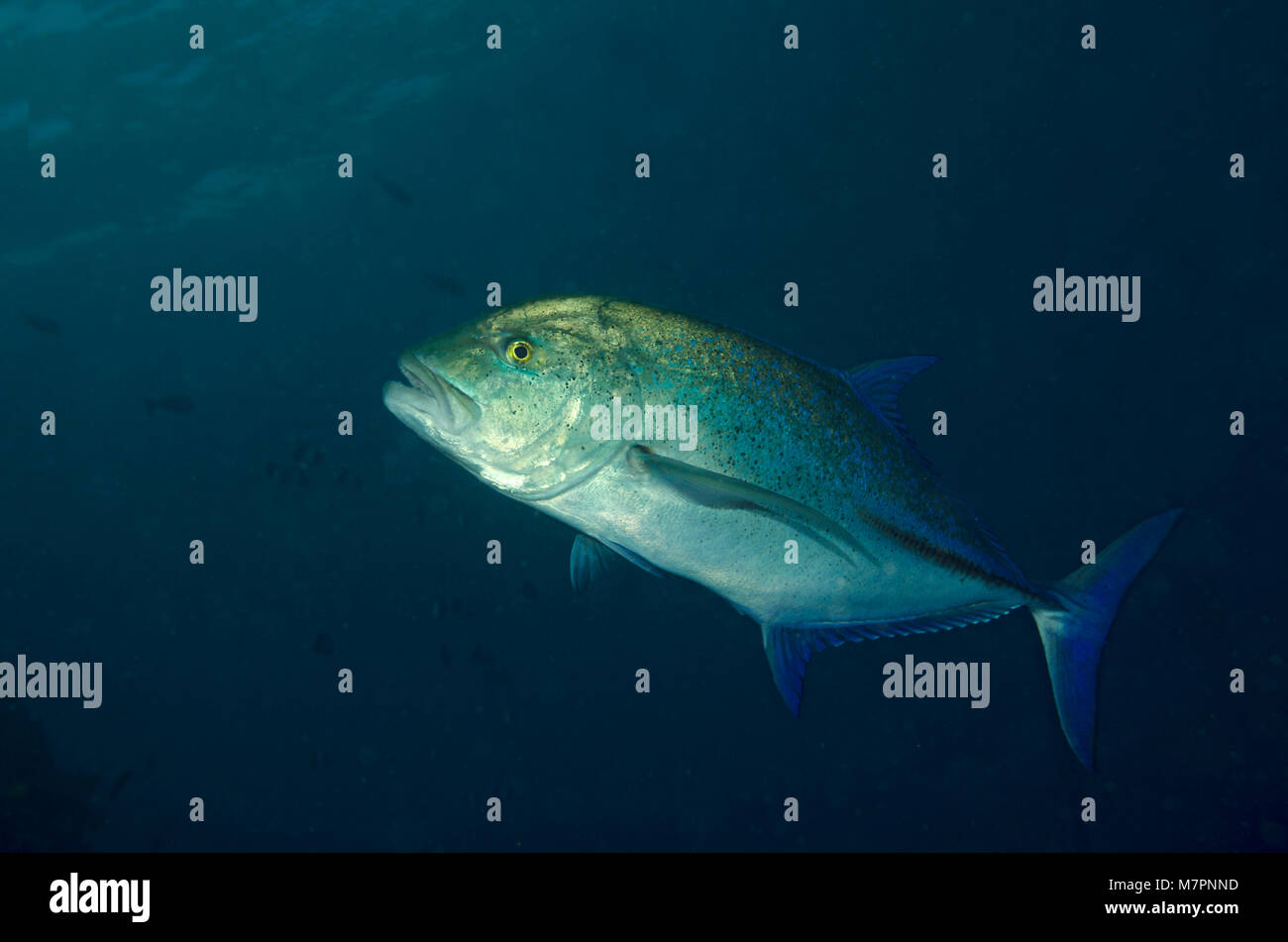 Bluefin Travally, Caranx melampygus, hunting in the Maldives Stock