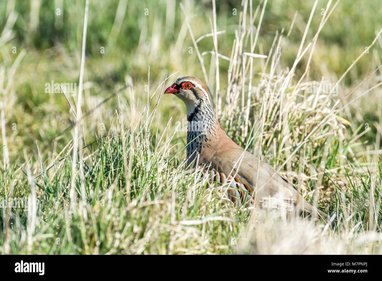 Red-legged partridge (Alectoris rufa) moving through a field of rough grass. Stock Photo