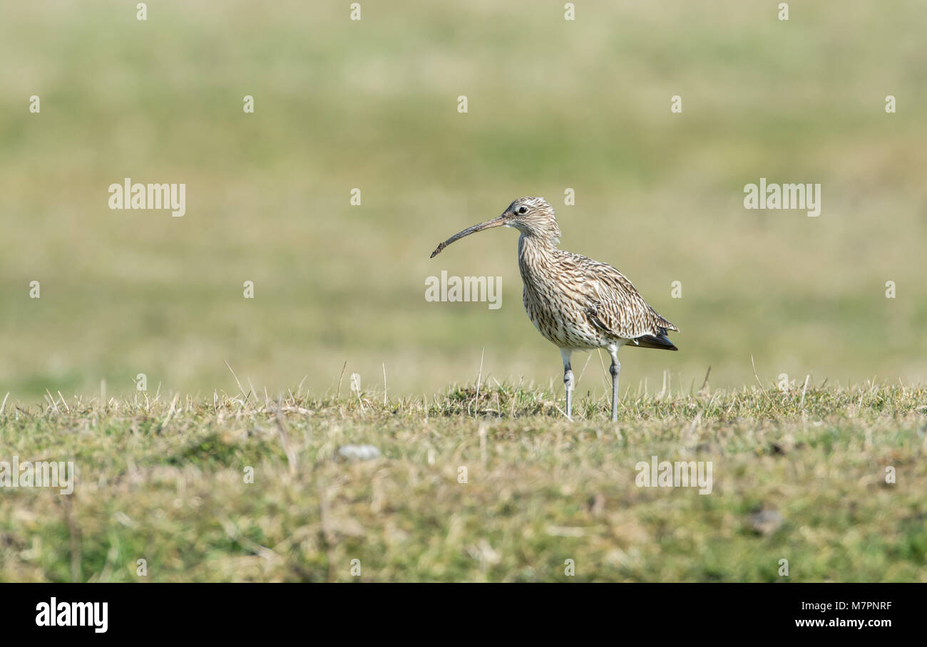 Eurasian or Common Curlew (Numenius arquata) feeding on water meadows in winter Stock Photo
