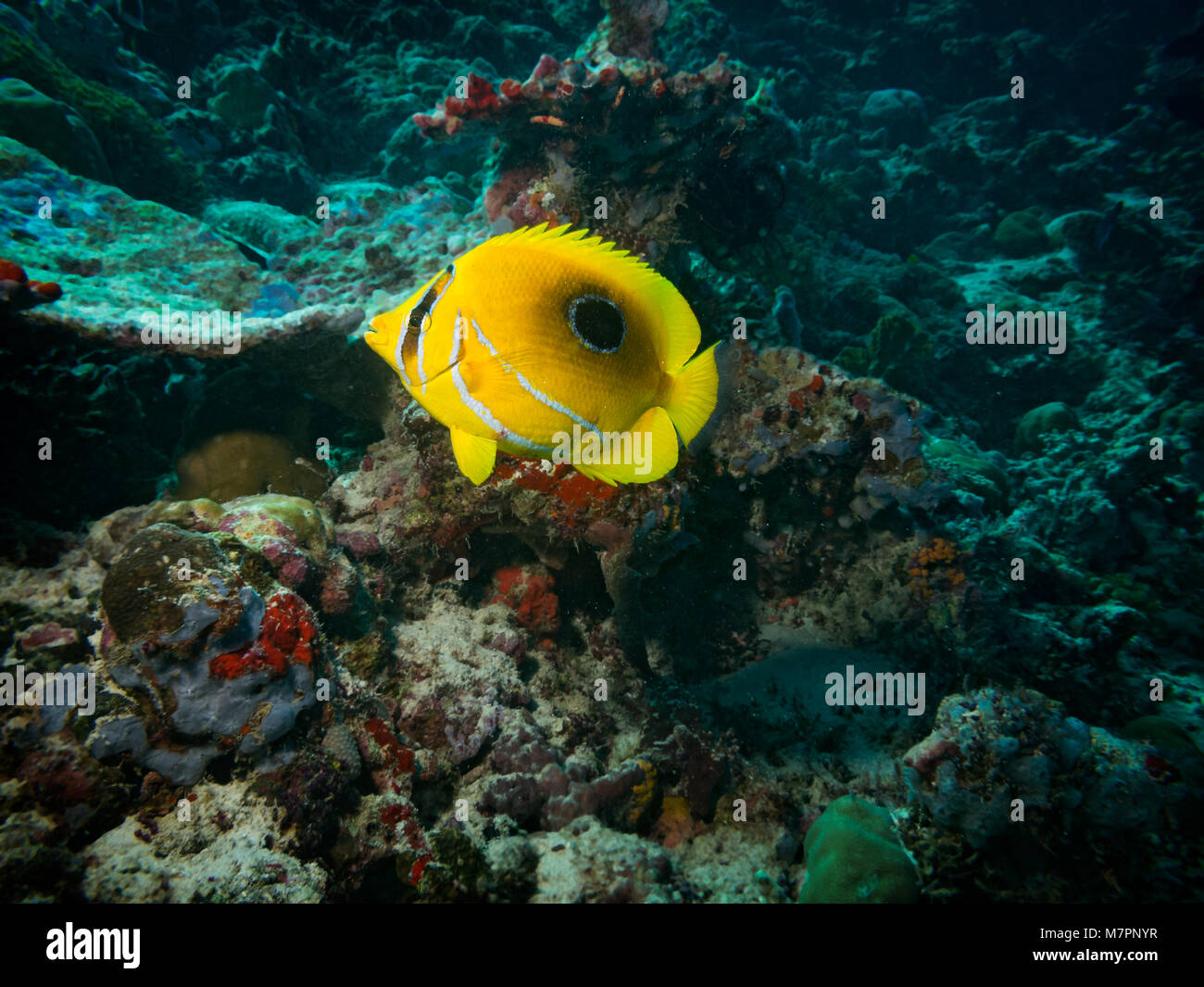 Bennett's butterflyfish, Chaetodon bennetti, on coral reef in Bathala, Maldives Stock Photo