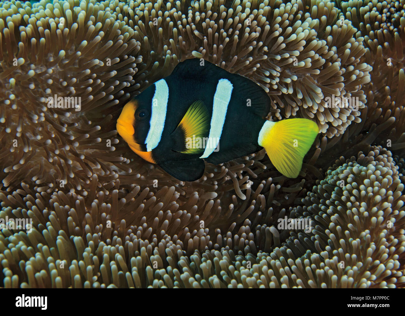 Clark's Anemonefish or Yellowtail Clownfish, Amphiprion clarkii, on reef in Maldives Stock Photo