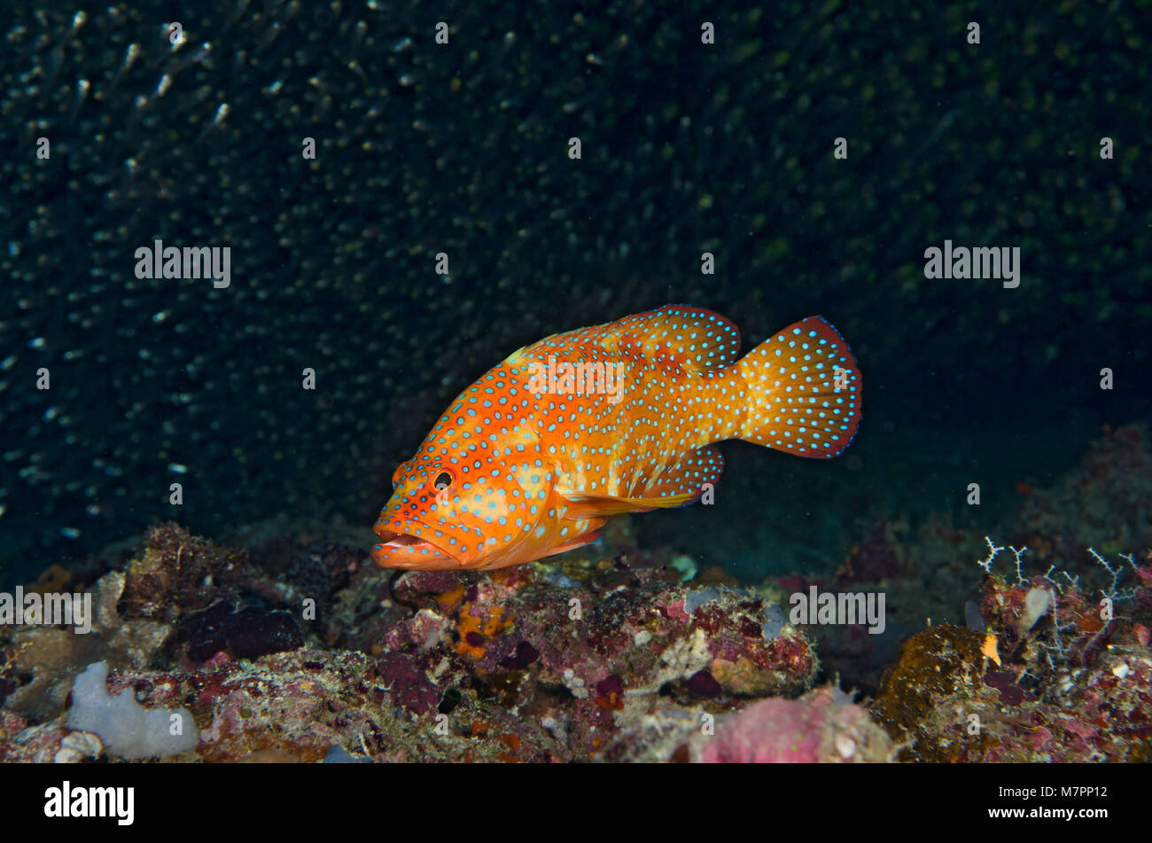 Coral Grouper, Cephalopholis miniata, on coral reef, in Bathala
