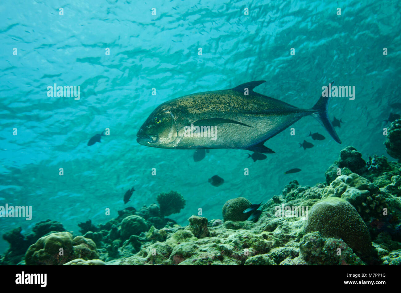 Bluefin Travally, Caranx melampygus, hunting in the Maldives Stock