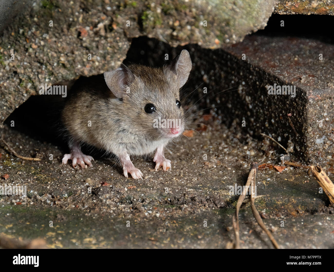 Mice feeding in urban house garden Stock Photo Alamy