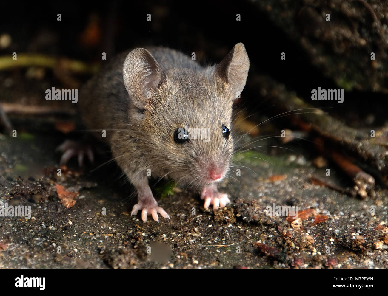 Pests mice hires stock photography and images Alamy