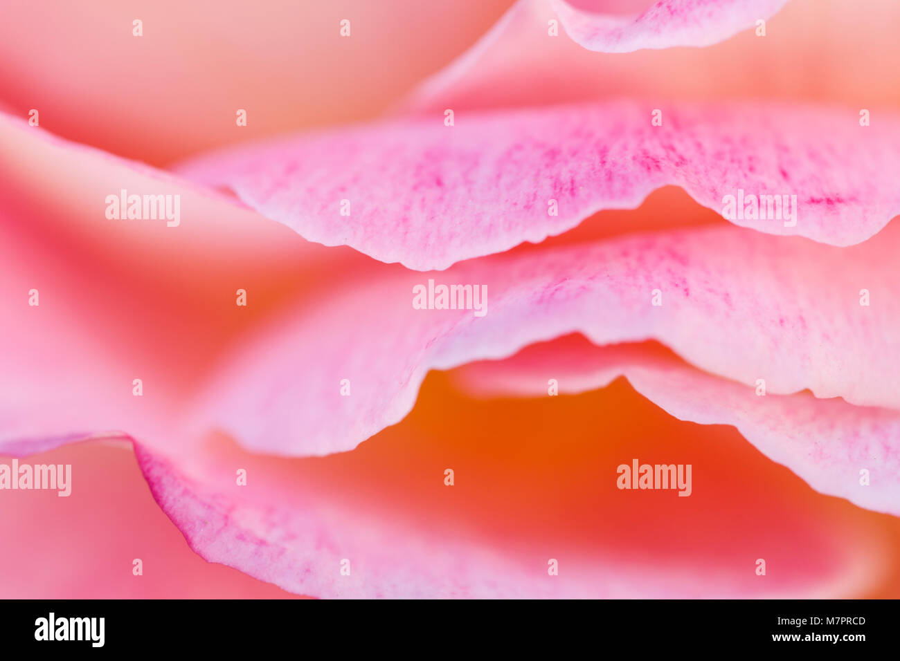 Close up image of a pink rose Stock Photo