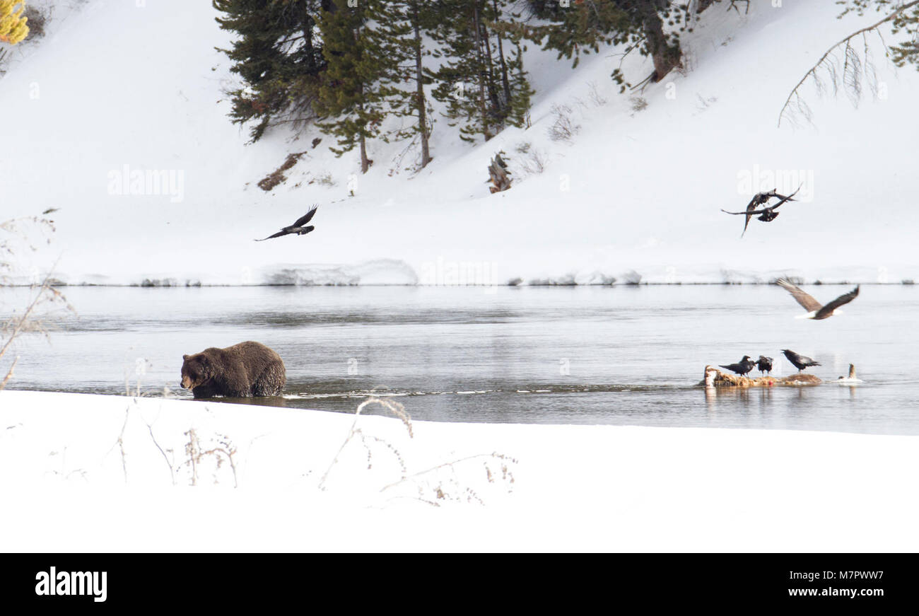 Grizzly bear walking away from carcass  Grizzly bear walking away from bison carcass in the Yellowstone River. Ravens and bald eagle flying past; Stock Photo