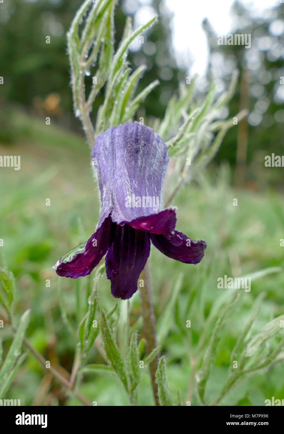 Sugarbowl (Clematis hirsutissima) Sugarbowl (Clematis hirsutissima