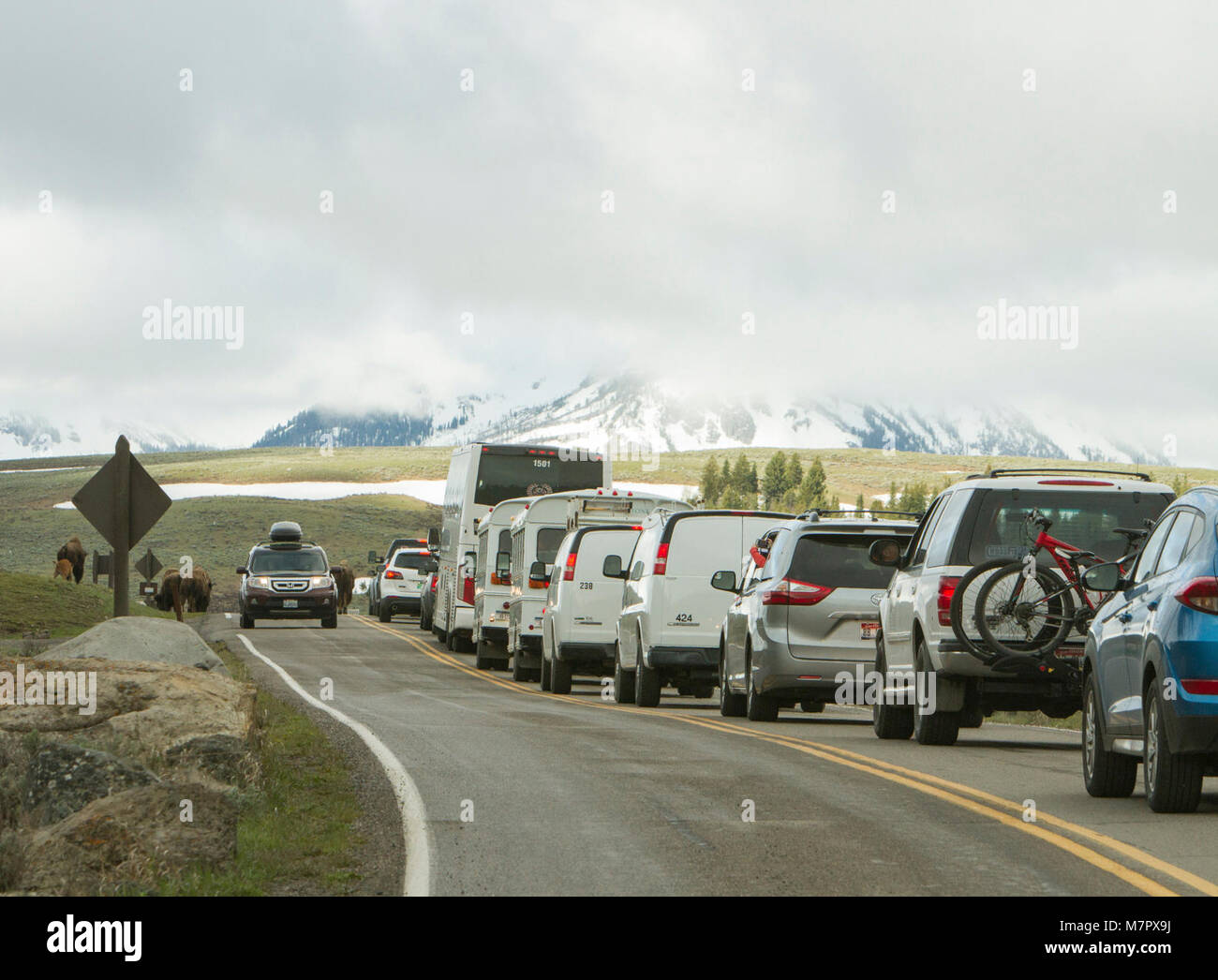 Bison traffic jam yellowstone hi-res stock photography and images - Alamy