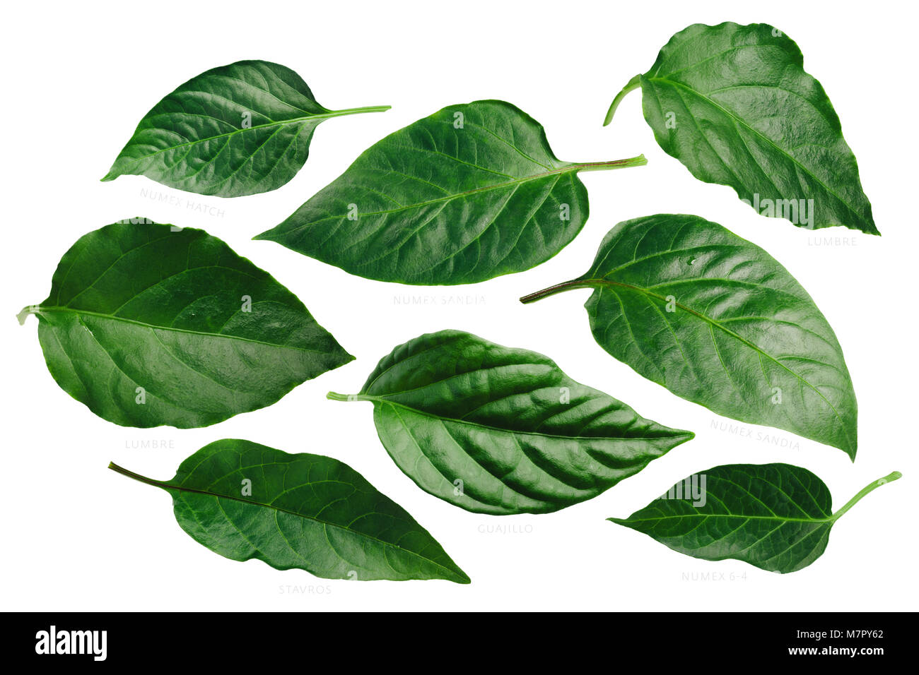 35+ Chile Guajillo Plant Background