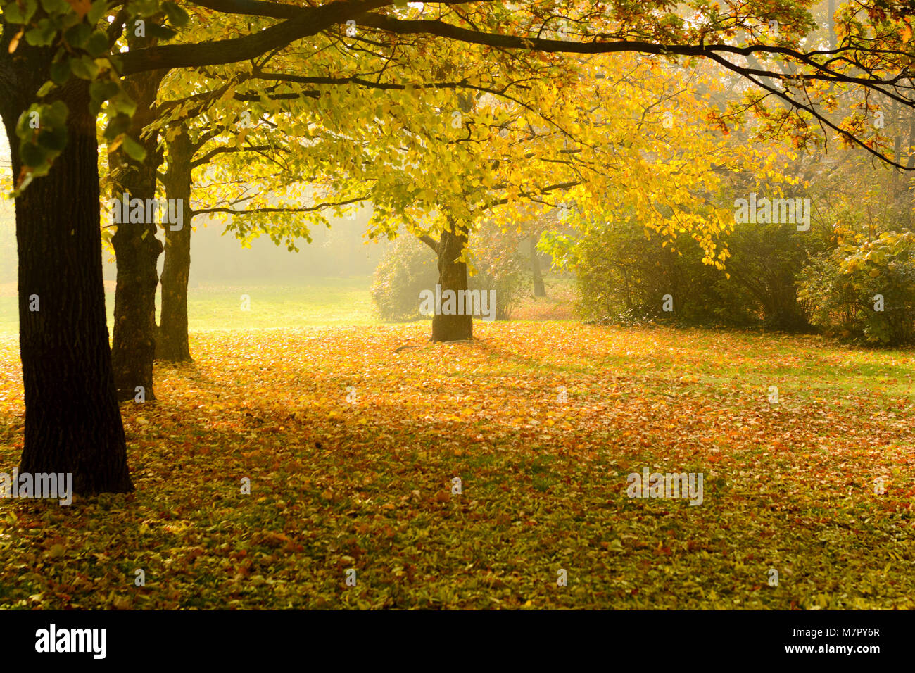 Yellow trees and orange foliage in park in autumn Stock Photo