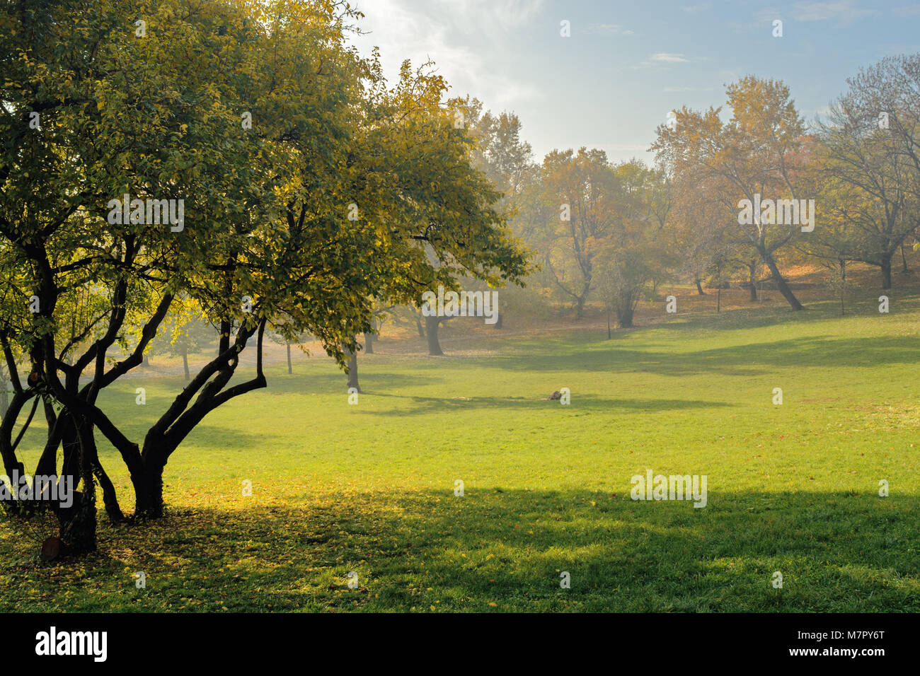 Green park grass trees hi-res stock photography and images - Alamy