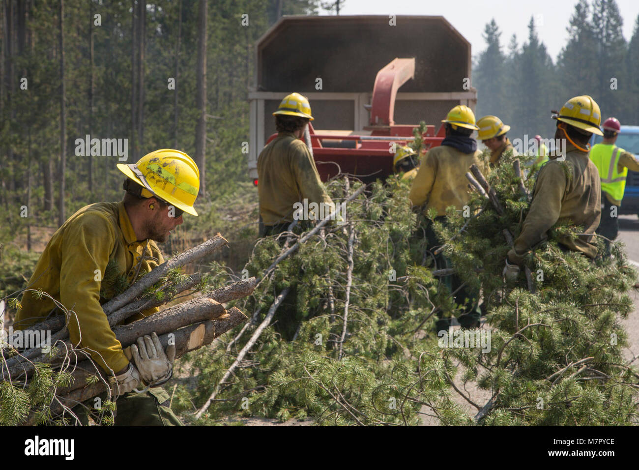 Fuels treatment program Crews haul handcut trees and brush out of the
