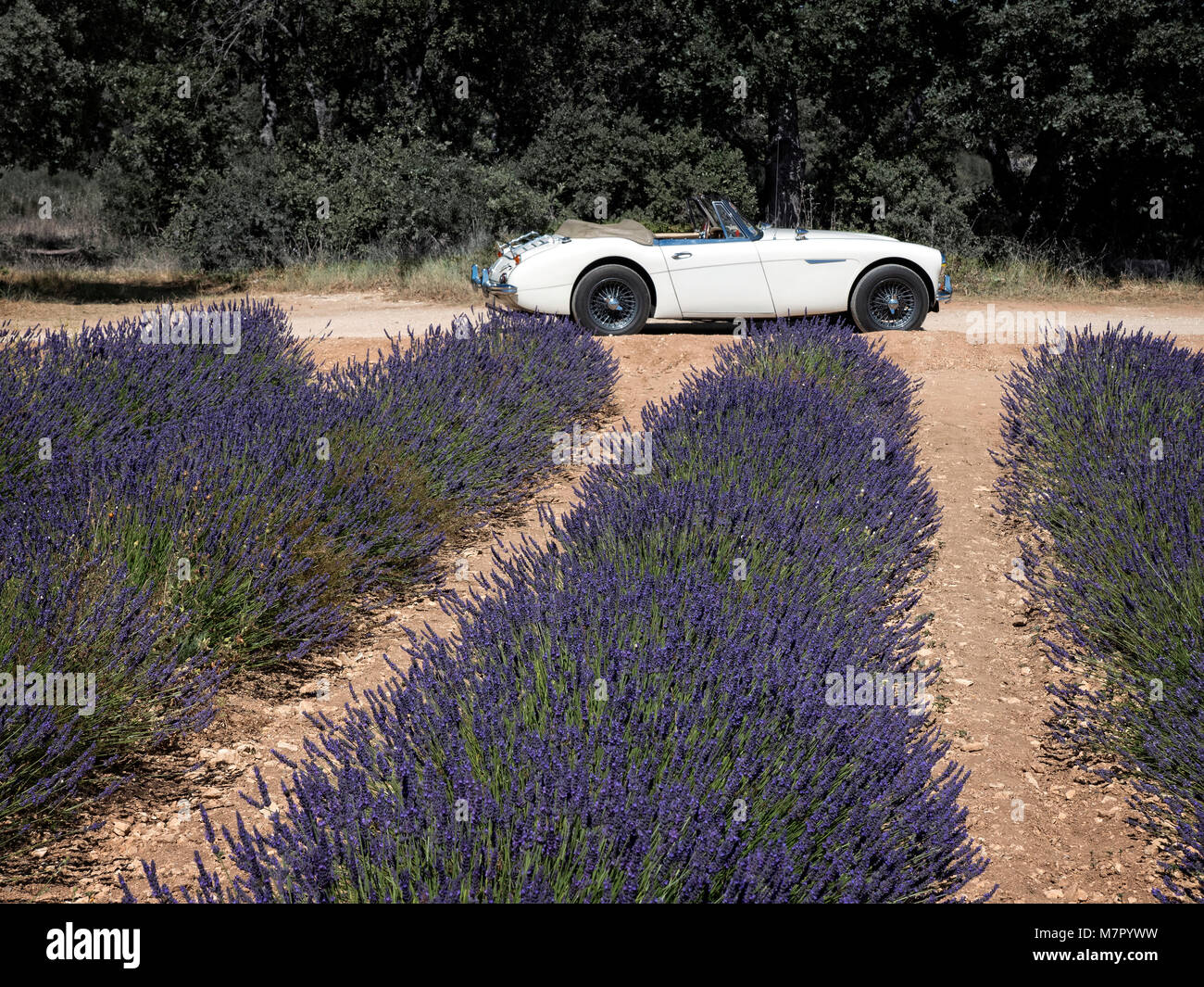 1965 Austin Healey 300 MKIII in lavender fields  Provence France Stock Photo