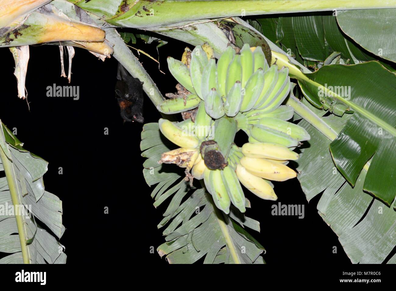 Fruit bat eating bananas and destroying crops, Townsville Queensland
