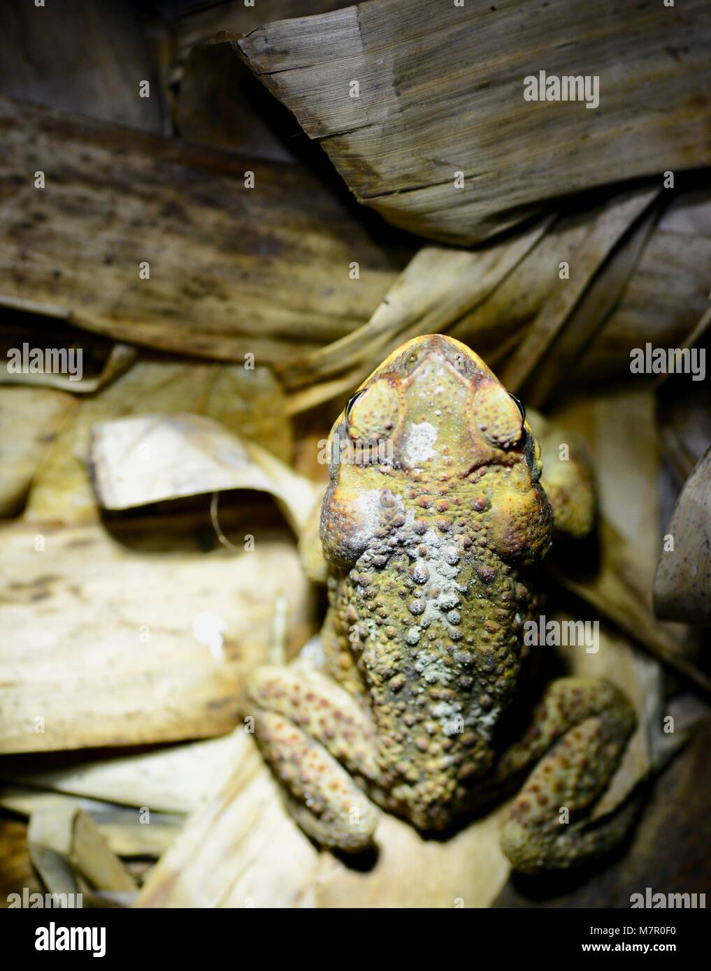 Invasive Species Australia High Resolution Stock Photography and Images ...