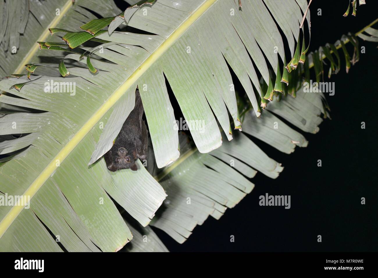 Fruit bat eating bananas and destroying crops, Townsville Queensland
