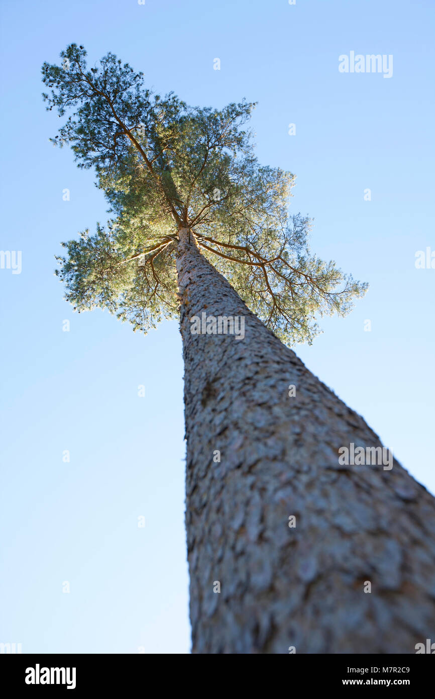 A single Scots pine-Pinus sylvestris, photographed from a low angle against a blue sky. Hampshire England  UK GB Stock Photo