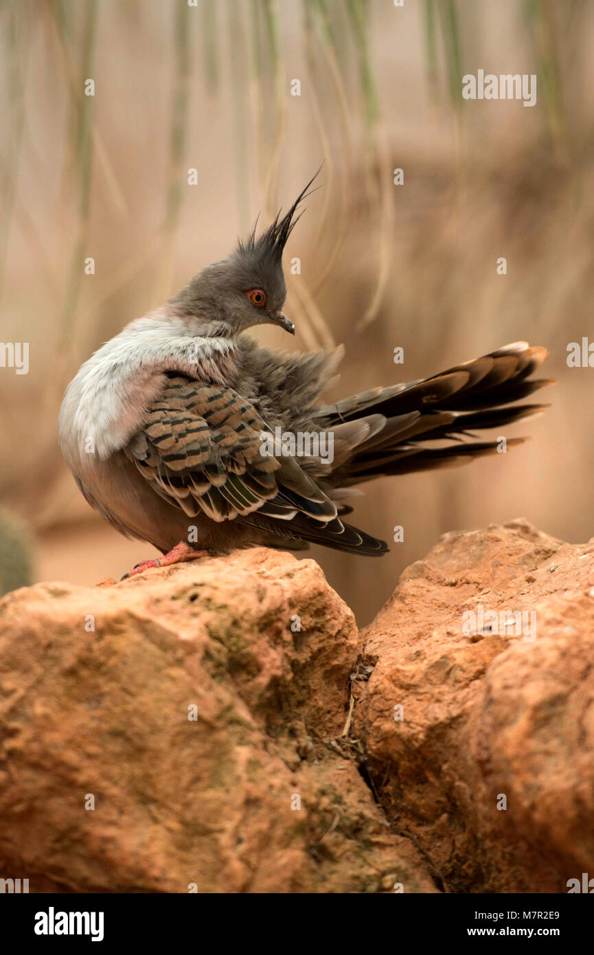 Australian Gems - Diamond Dove (Geopelia cuneata) Portrait Collection Stock Photo