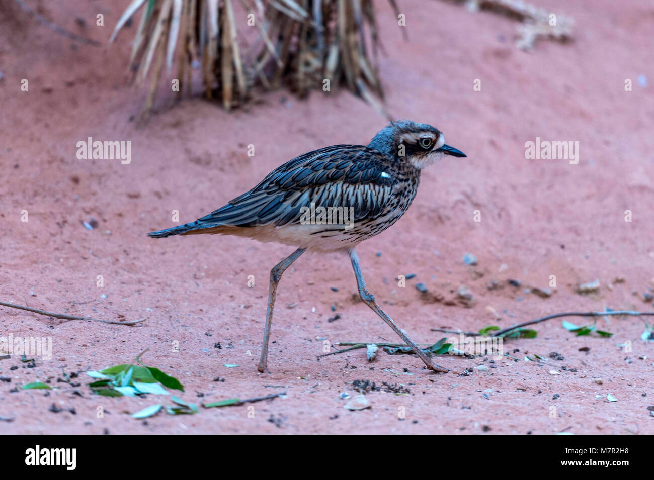 Australian Stone Curlew depicted scurrying across rough desert terrain. Stock Photo