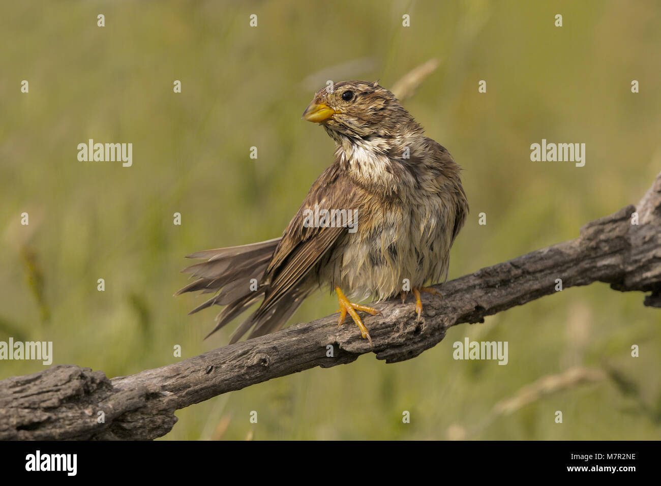 Corn bunting Stock Photo