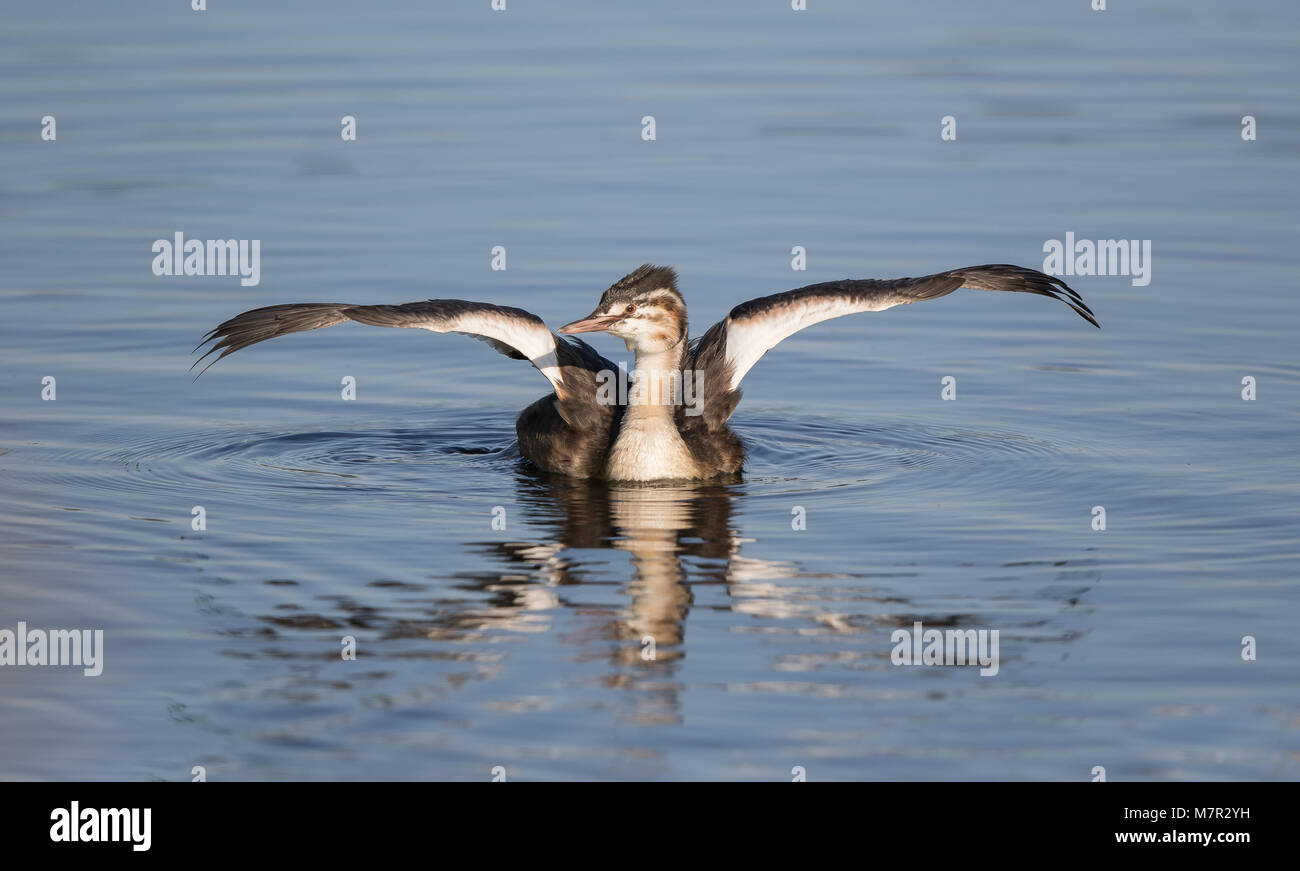 Close up of juvenile UK great-crested grebe (Podiceps cristatus) isolated on water, wings up, spread to the side as if drying or sunbathing! Stock Photo