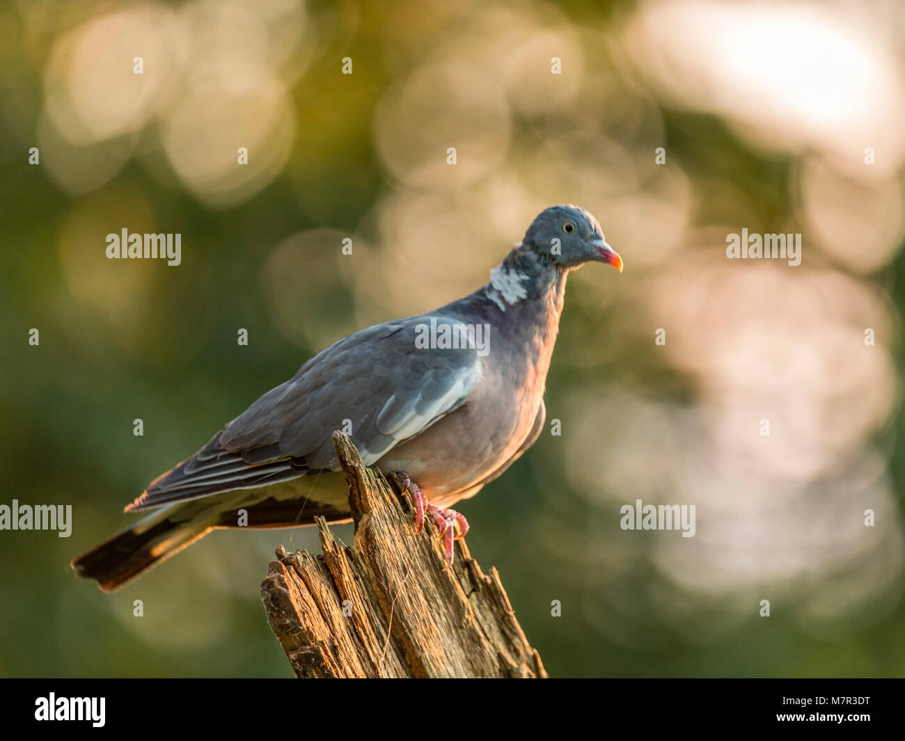 Wood Pigeon (Columba palumbus) Portrait. isolated against a golden speckled woodland background. Stock Photo