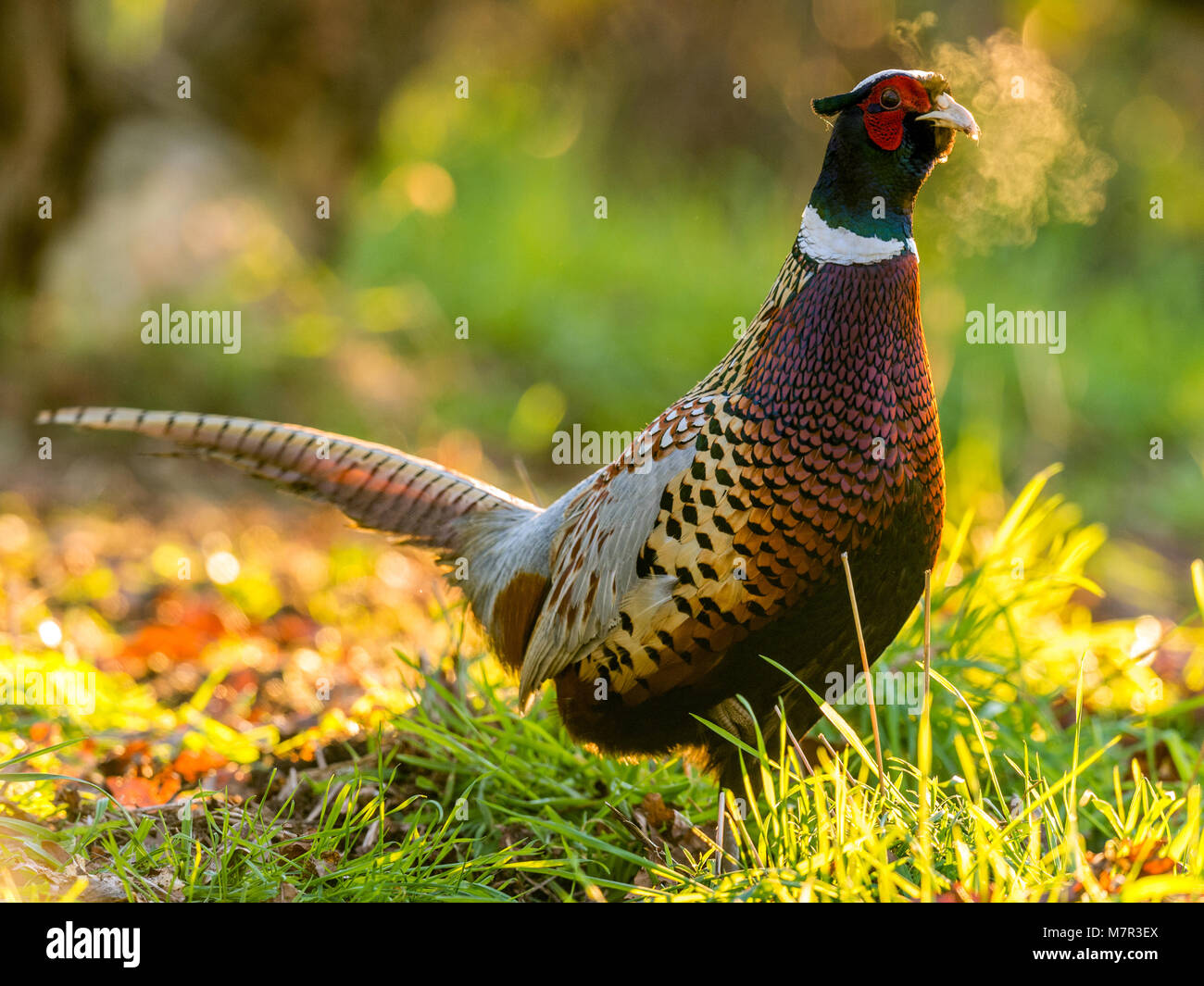Ring-necked Pheasant (Phasianus colchicus) in woodland on cold winters morning, back lit with cold breath wafting in the air. Stock Photo