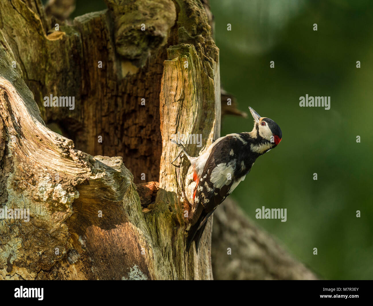 Great Spotted Woodpecker (Dendrocopos major) on tree trunk, bathed in golden sunlight. Stock Photo
