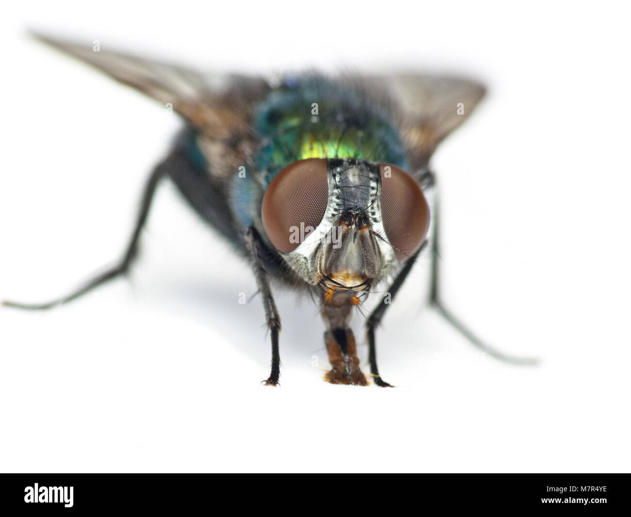 Fly mouth Cut Out Stock Images & Pictures Alamy