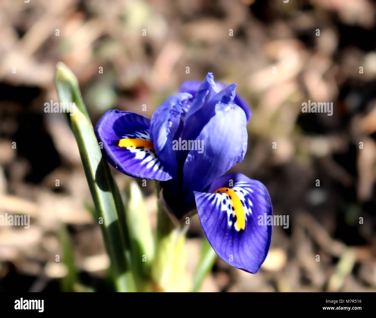 Blue Iris, Spring, Close-up Stock Photo