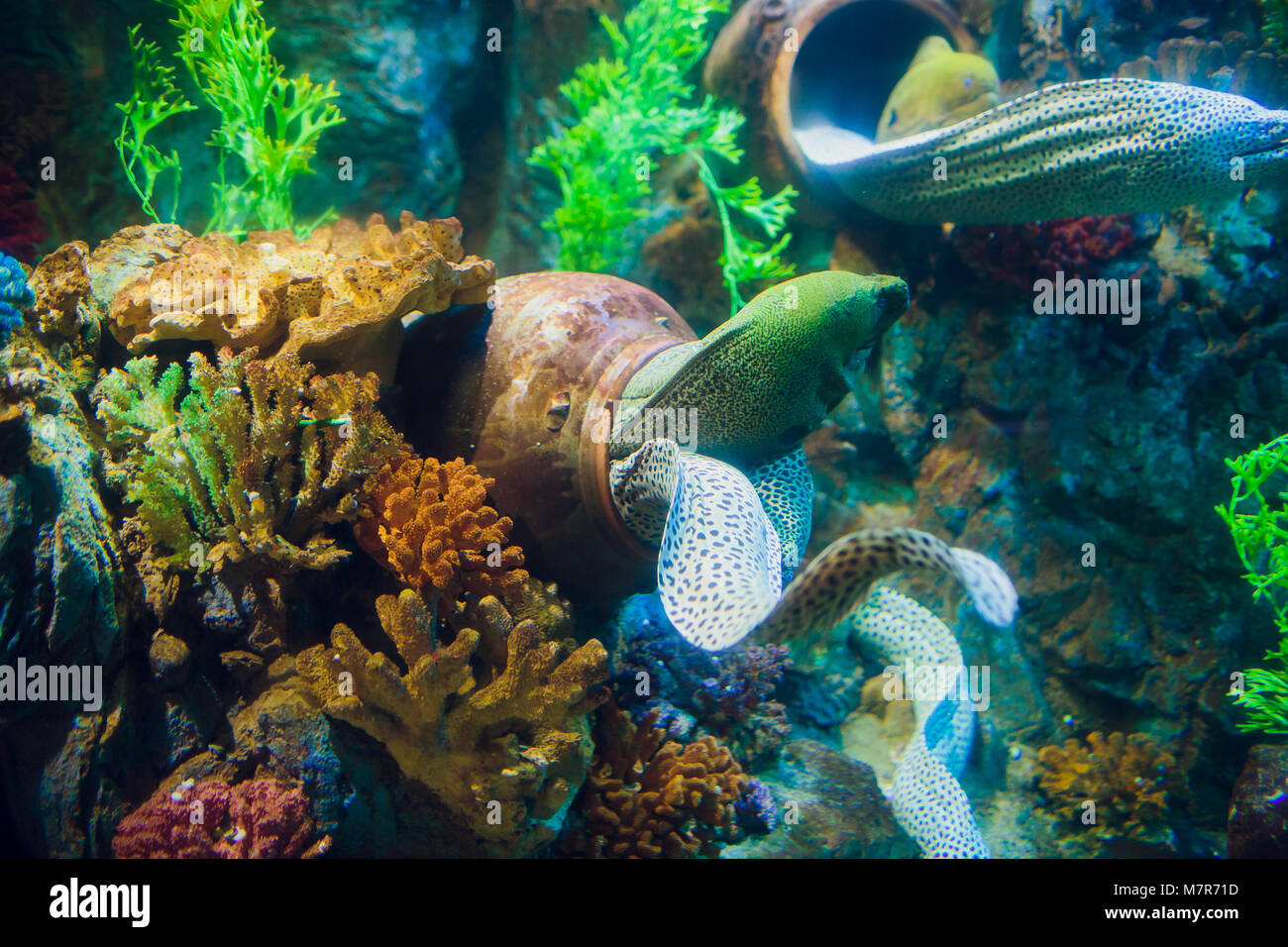 Moray Eel. Gymnothorax miliaris fish coral asia Stock Photo