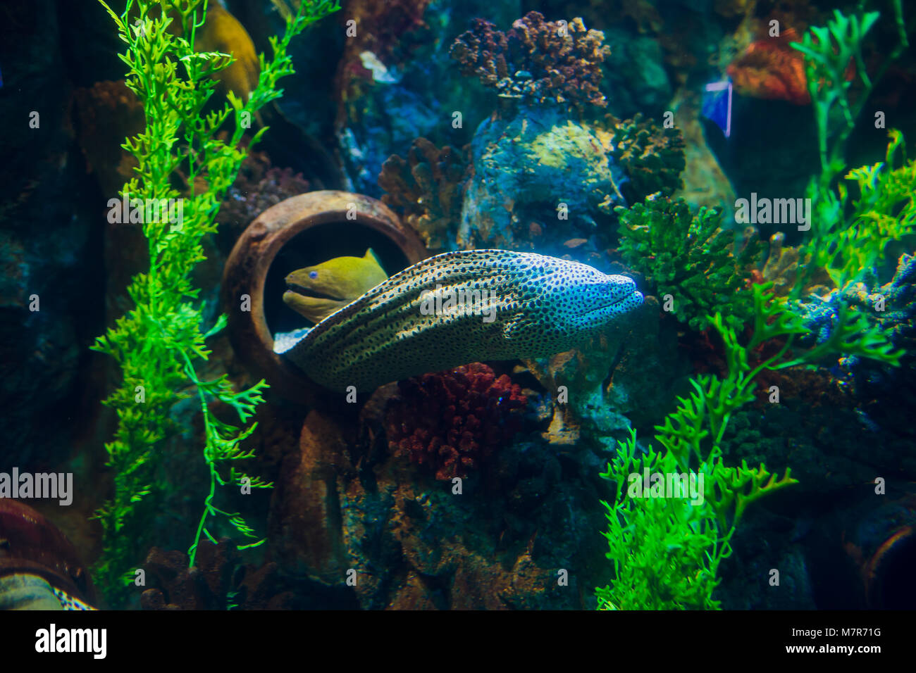 Moray Eel. Gymnothorax miliaris fish coral asia Stock Photo